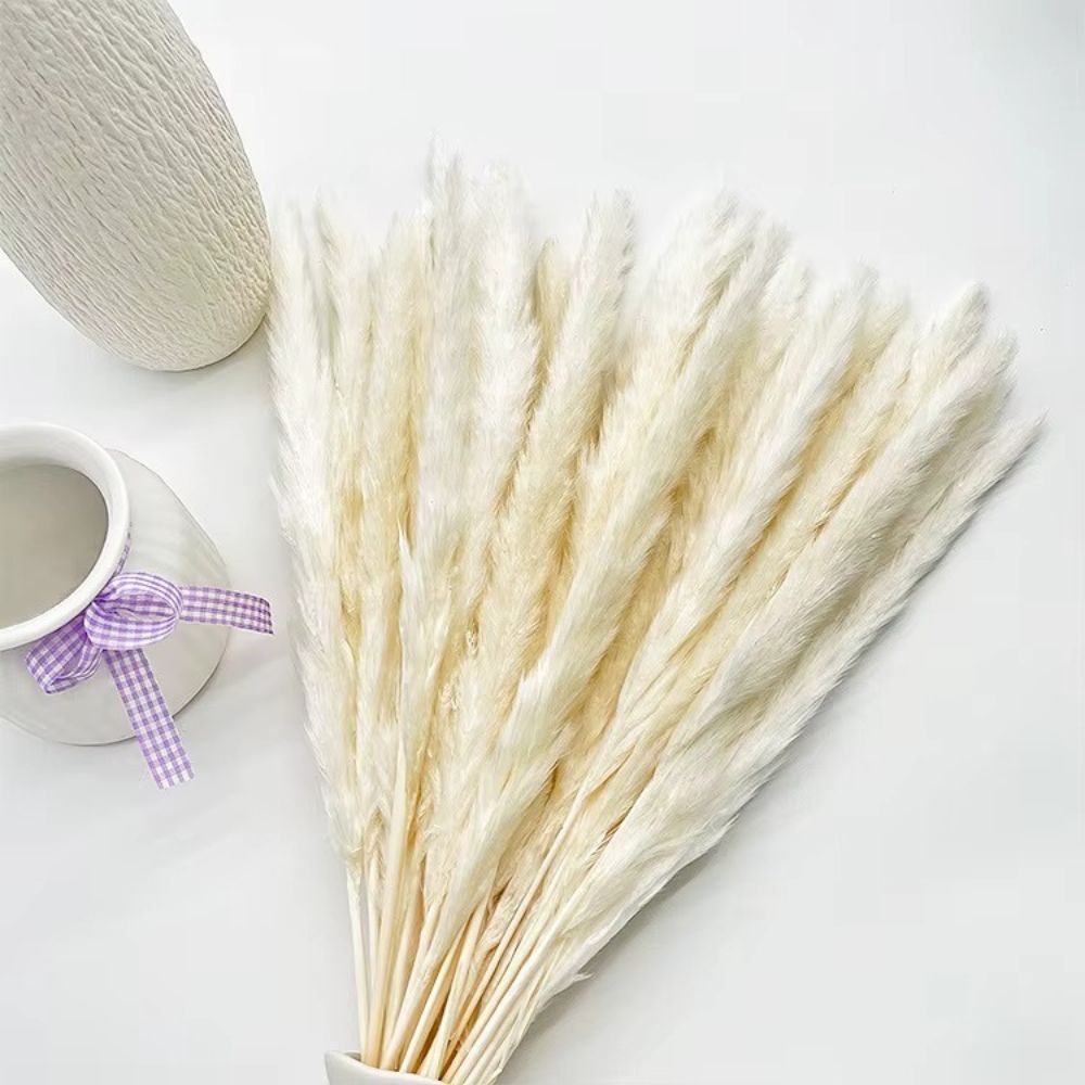 Set Decorativo de Pampas secas